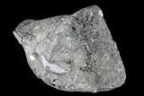 Pyrite Replaced Brachiopod (Paraspirifer) - Ohio #85560-2
